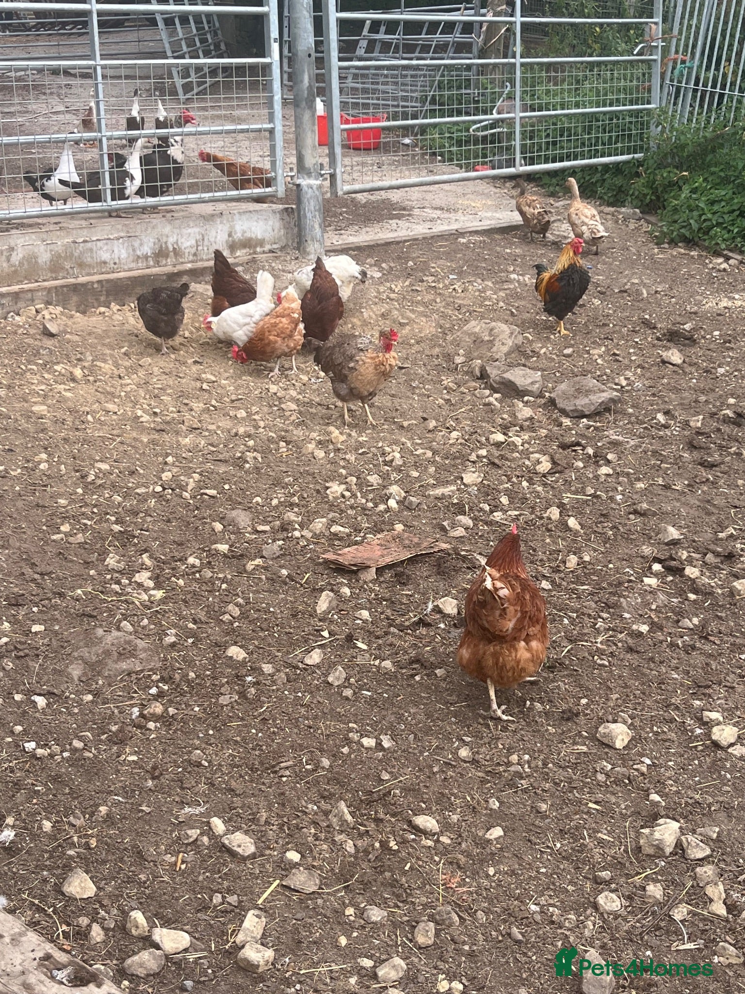 Chickens poultry Pol hens and older hens  - Advert 2