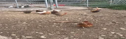 Chickens poultry for sale: Pol hens and older hens  - Advert 2