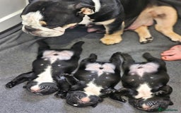 English Bulldog dogs for sale: KC Reg Champion Bloodlines 1 Girl Left £ 2800 - Image 1