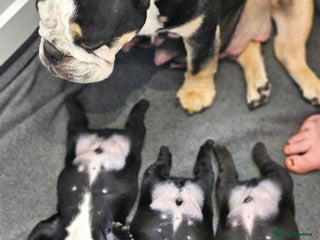 English Bulldog dogs - Advert 13