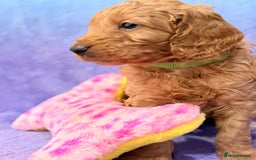 Mini Goldendoodle dogs for sale: Gorgeous Mini Goldendoodles By Therapy Asst Mom - Image 14
