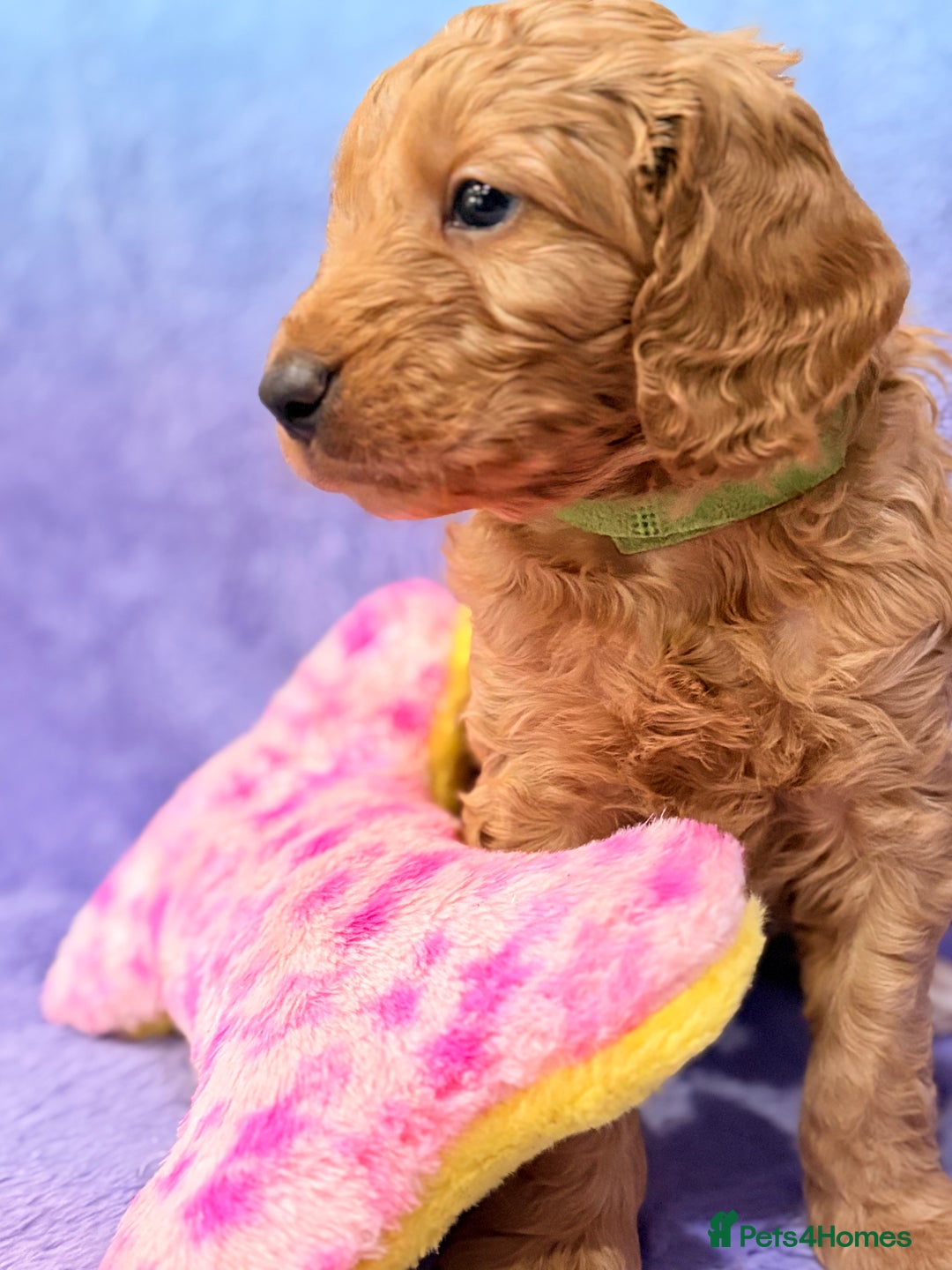 Mini Goldendoodle dogs for sale: Gorgeous Mini Goldendoodles By Therapy Asst Mom - Image 14