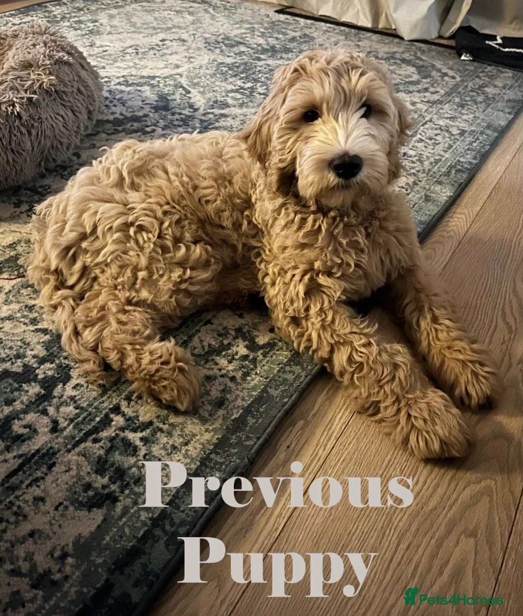 Double Doodle dogs for sale: Nell is expecting Double Doodles  - Advert 6