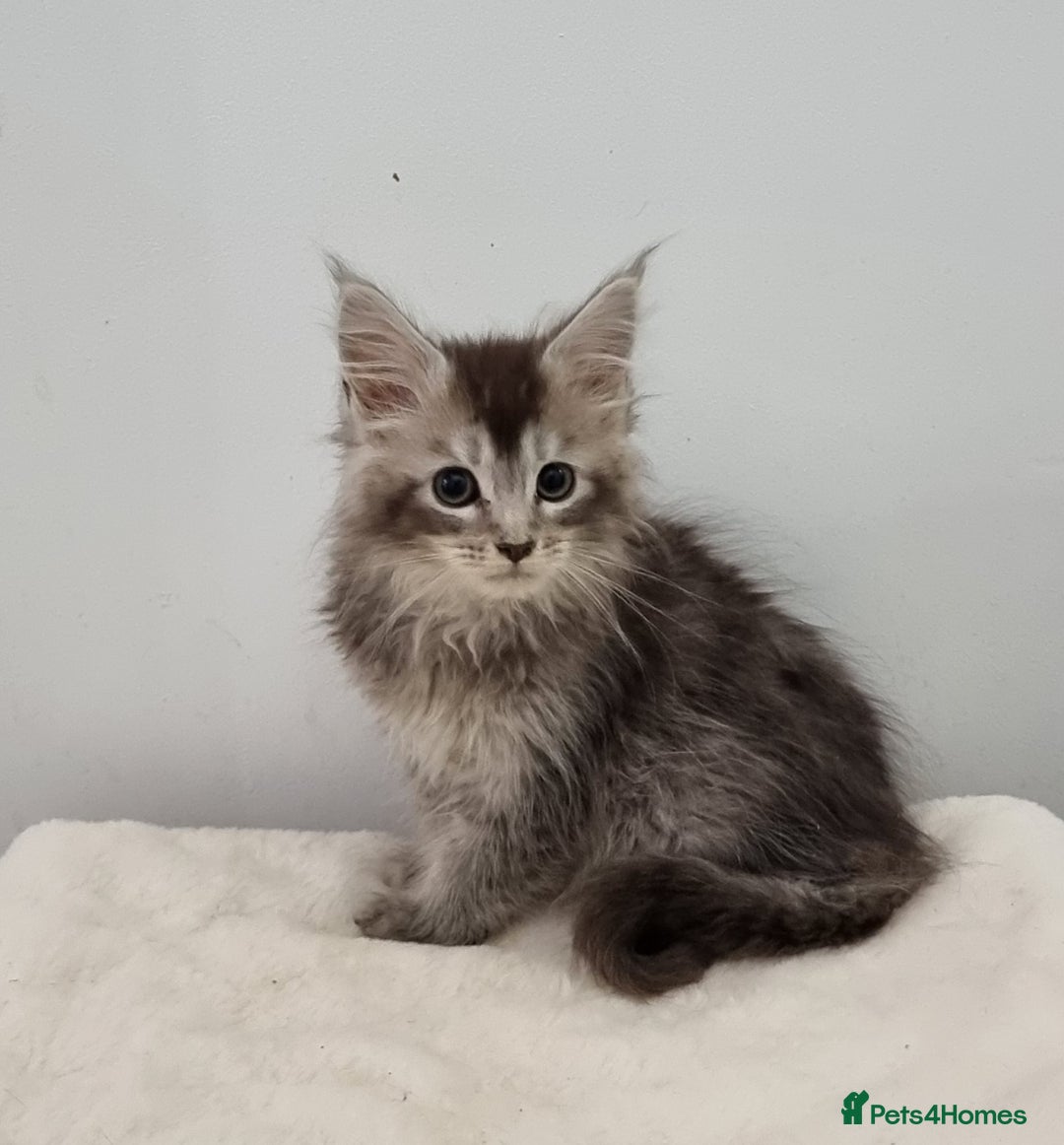 Maine Coon cats for sale: Pedigree GCCF registered Maine Coon Kittens  - Advert 5