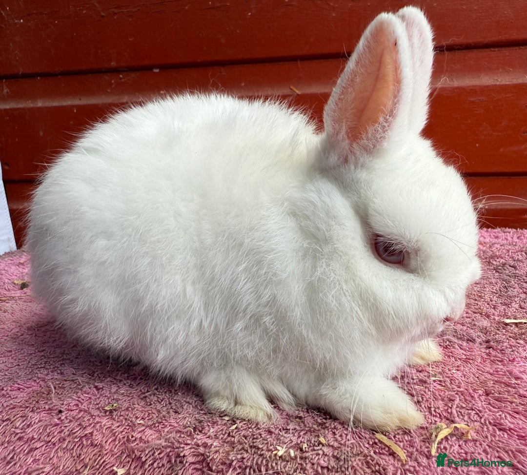 Netherland Dwarf rabbits for sale: Young Netherland Dwarfs for sale in Barrow-in-Furness - Image 20