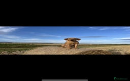 Labrador Retriever dogs for sale: Lovely Labrador Puppies ready next weekend - Image 3