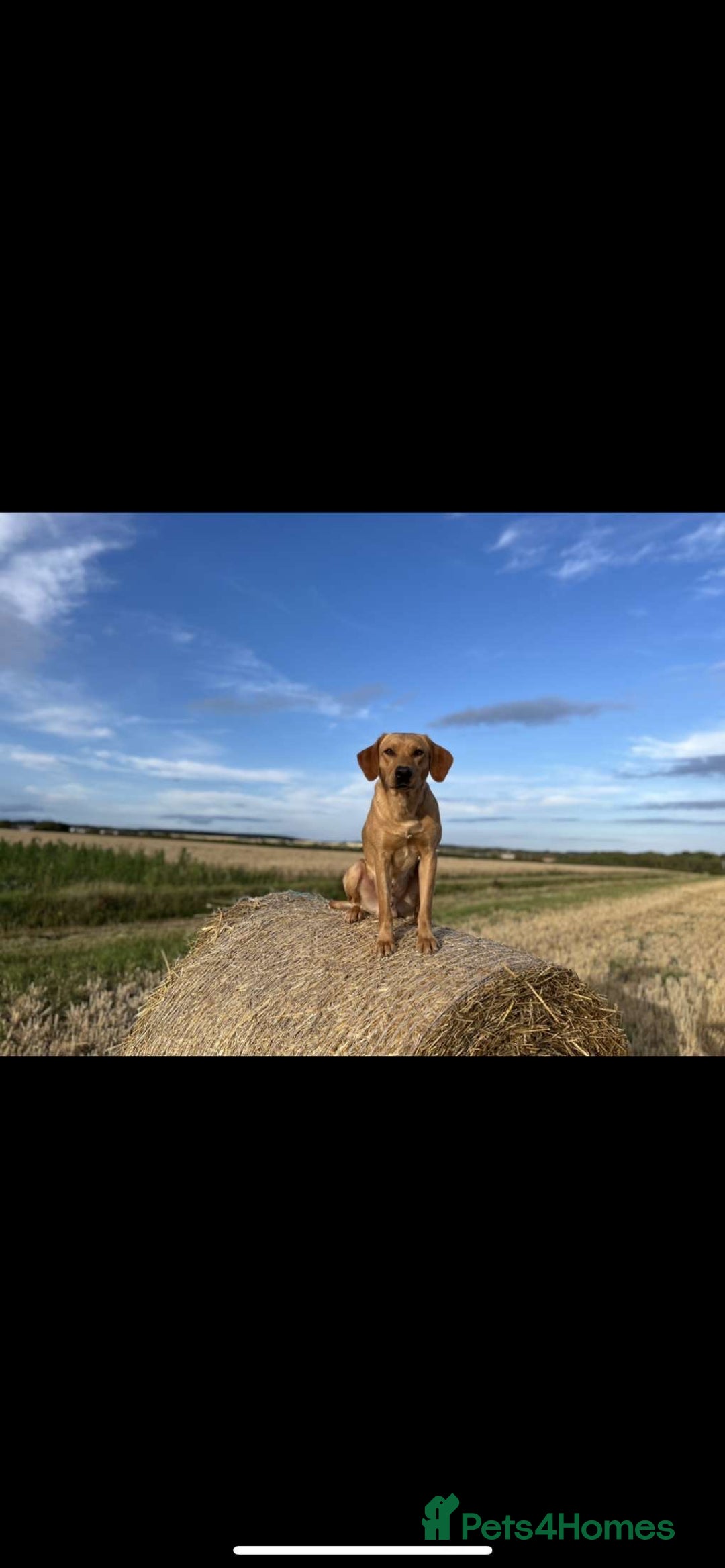 Labrador Retriever dogs for sale: Lovely Labrador Puppies ready next weekend - Image 3
