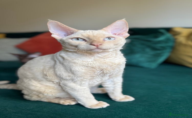 Devon Rex cats - Advert 2