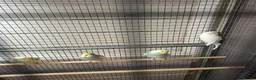 Budgerigars birds for sale: Budgies for sale - Advert 5