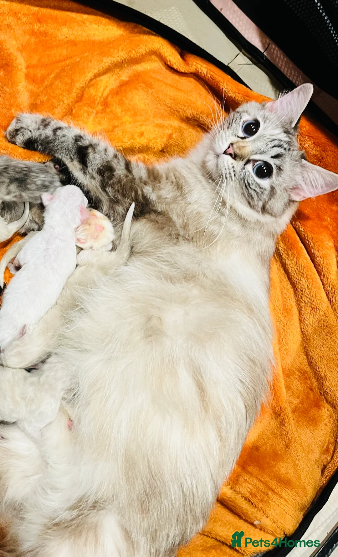 Ragdoll cats for sale: Ragdoll kittens  - Advert 2