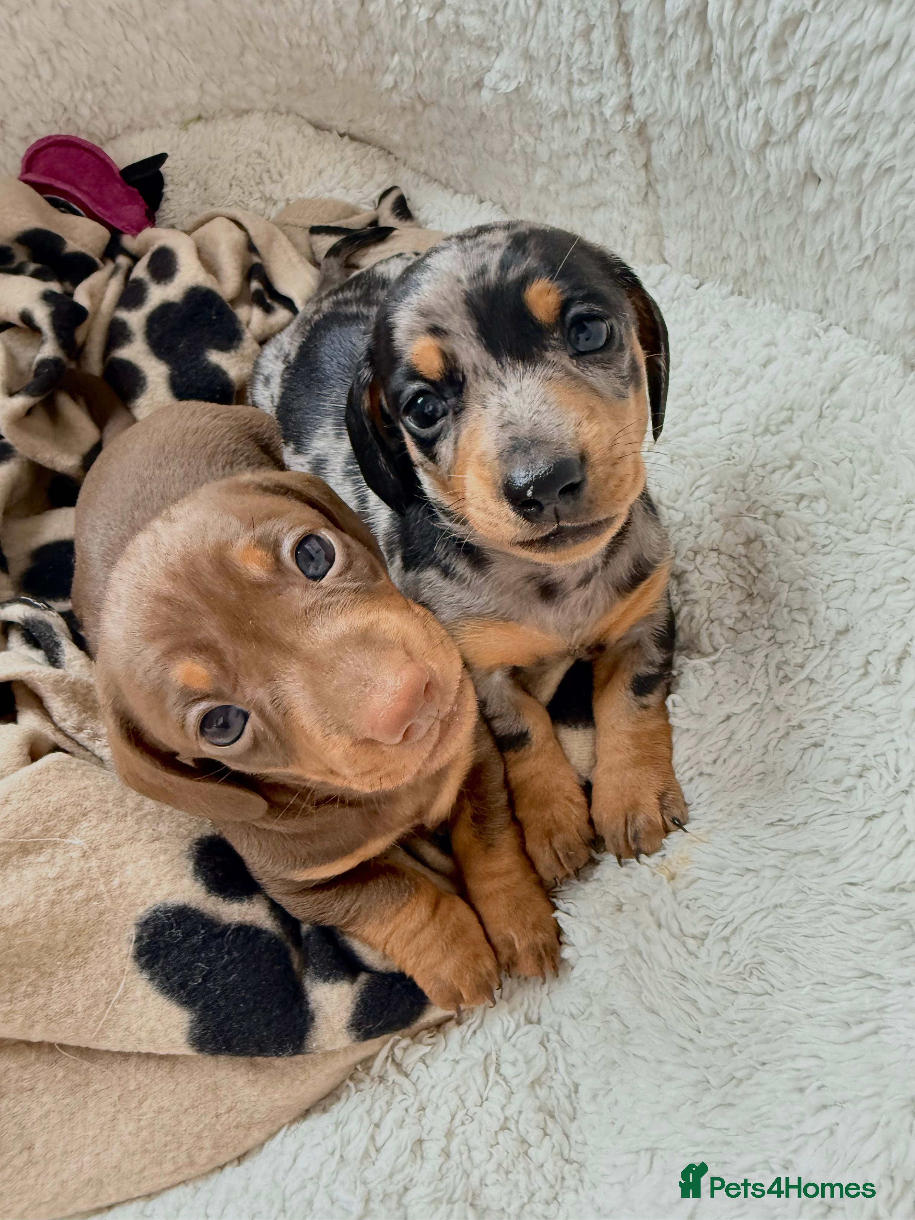 Miniature Dachshund dogs Mini daxi pups 🐶  ready from March 2026! in Maldon - Advert 7