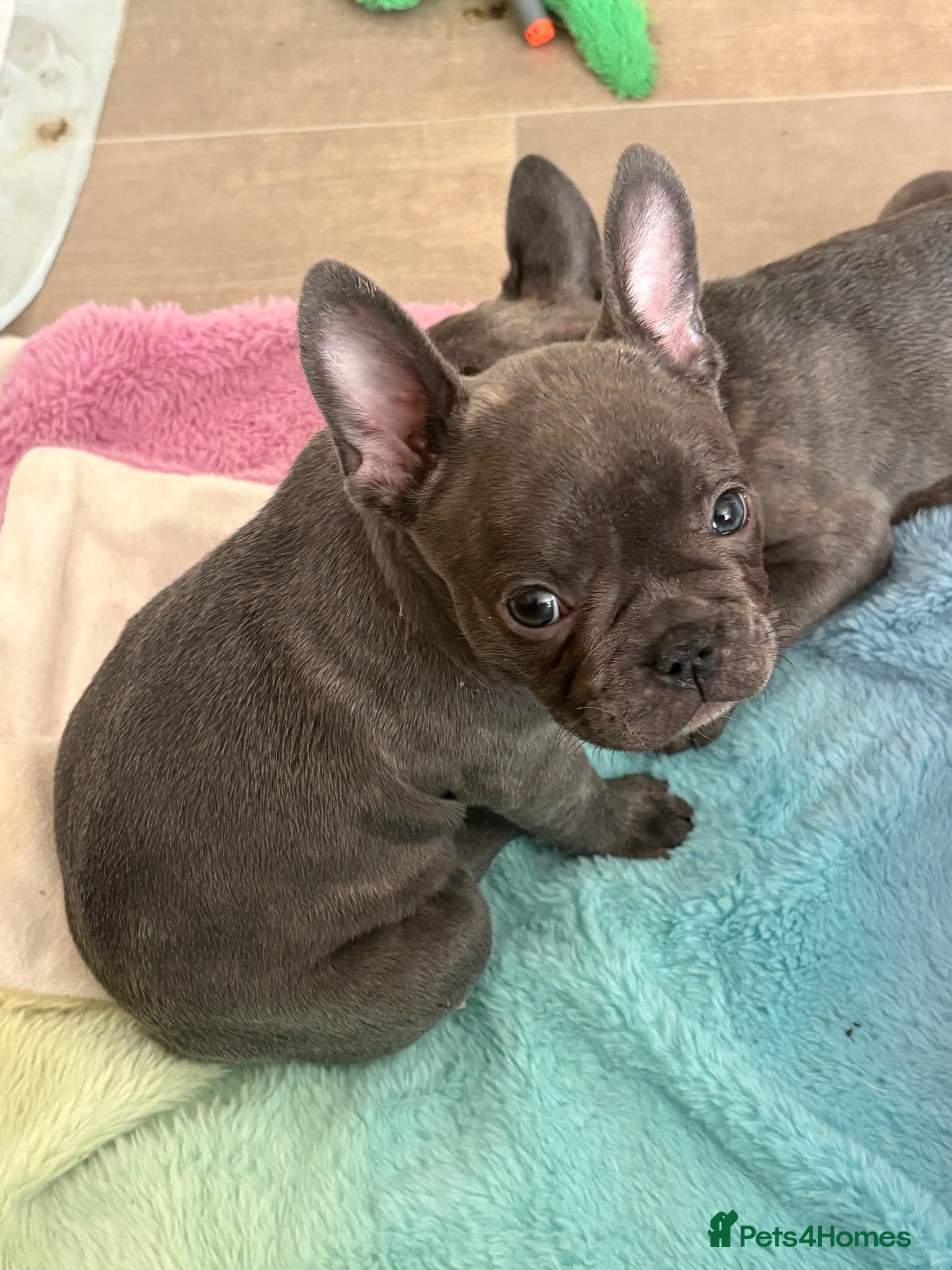 French Bulldog dogs Beautiful French bulldog puppies  - Advert 7