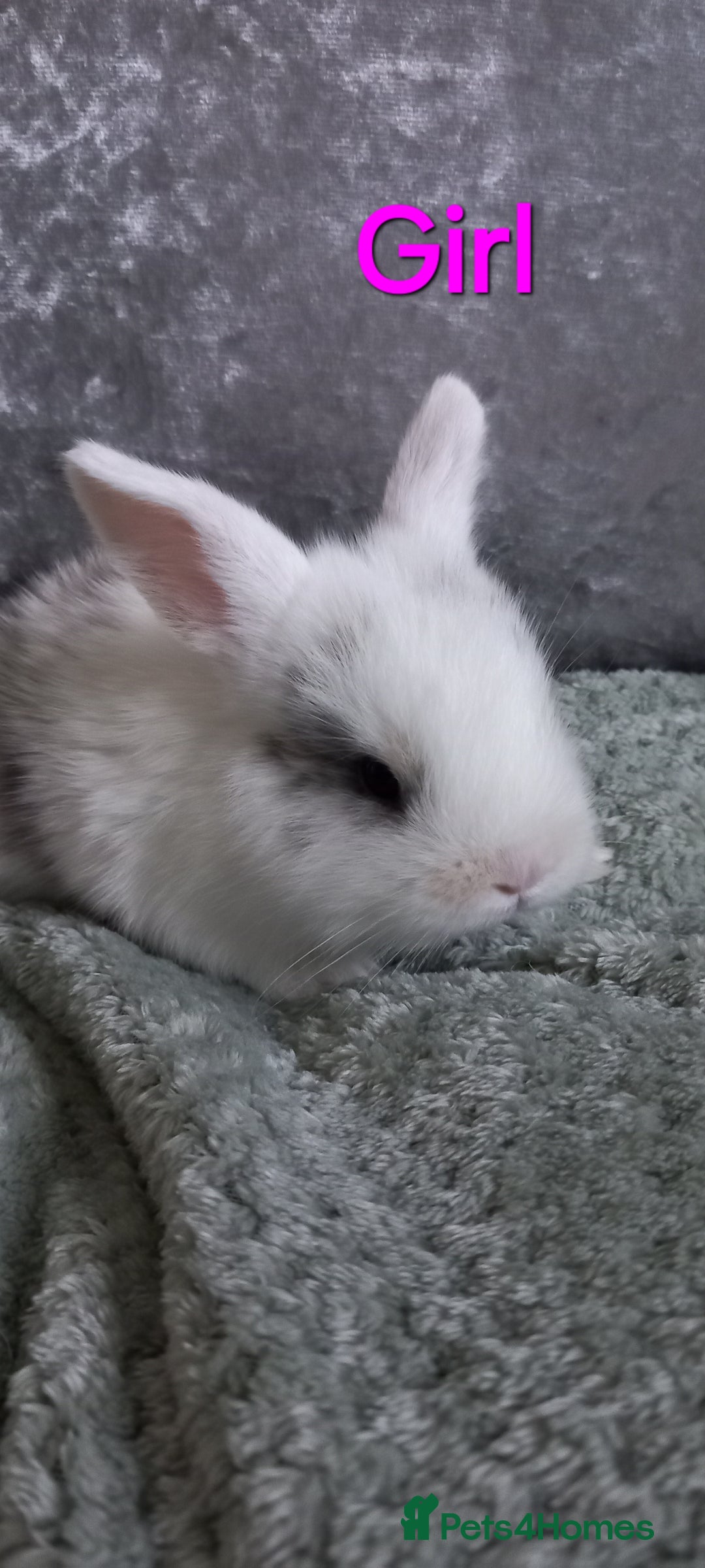 Mixed Breed rabbits for sale: Mini Lop mixed babies.  - Image 4