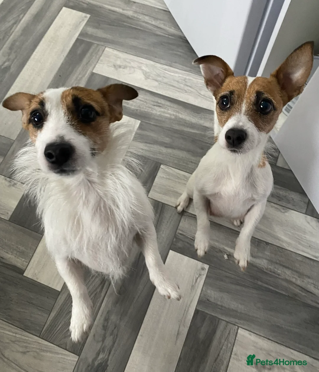 Jack Russell dogs for sale: Jack Russel pups - Advert 13
