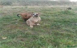 Bandog dogs for sale: Bandog/Bandogee puppies for sale.  - Image 6
