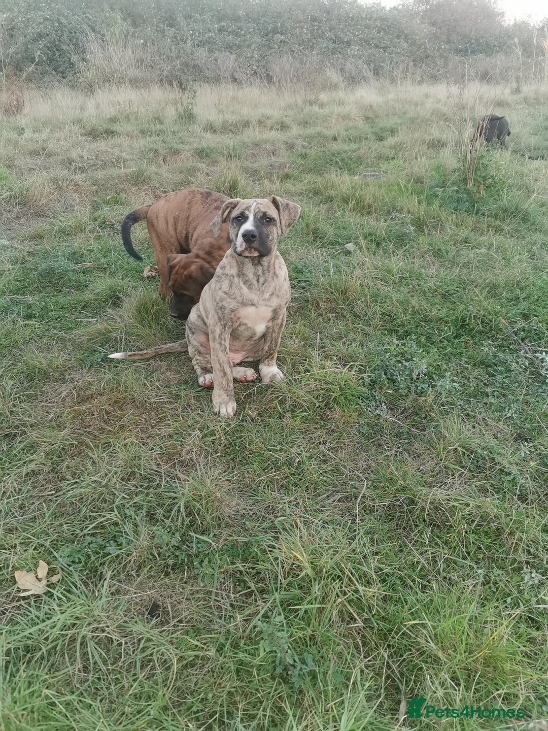 Bandog dogs for sale: Bandog/Bandogee puppies for sale.  - Image 6