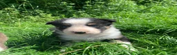 Border Collie dogs for sale: 4 gorgeous Border Collie Puppies - Advert 15