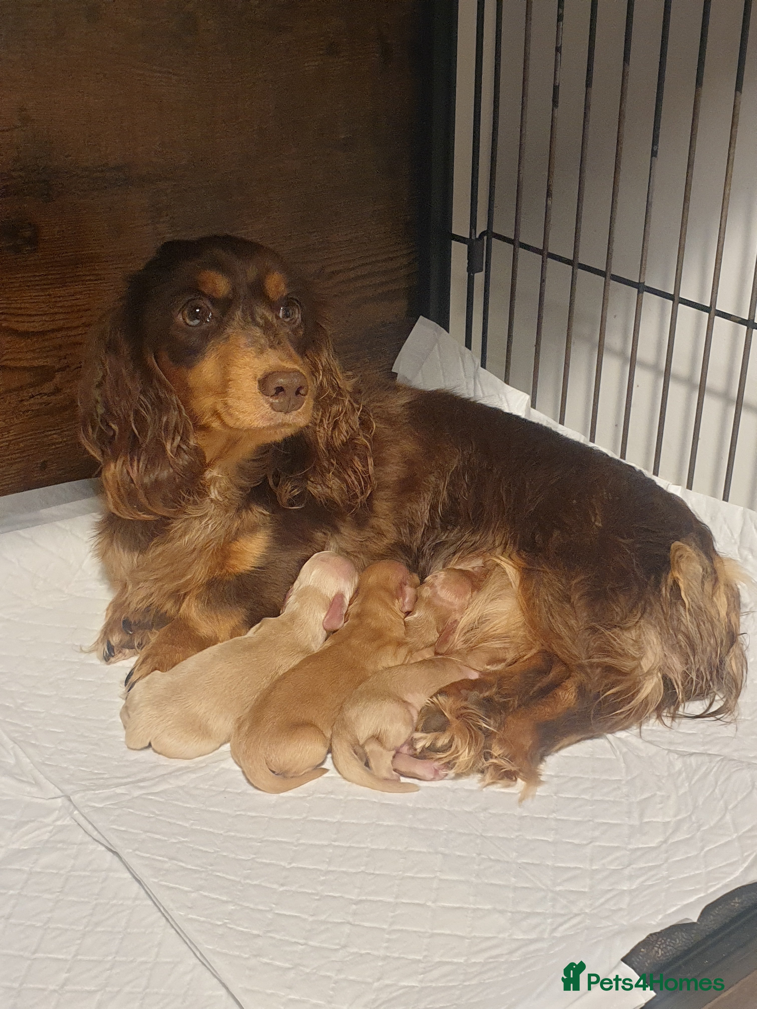 Miniature Dachshund dogs Cream Mini long hair Dachshunds - Advert 3