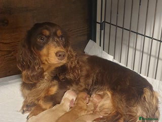 Miniature Dachshund dogs Cream Mini long hair Dachshunds - Advert 6