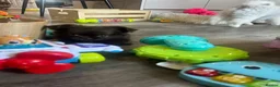 Chihuahua dogs for sale: READY NOW - Long coat chihuahua puppies - Advert 13