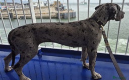 Great Dane dogs for sale: Stunning 14-month-old female merle Great Dane - Image 4