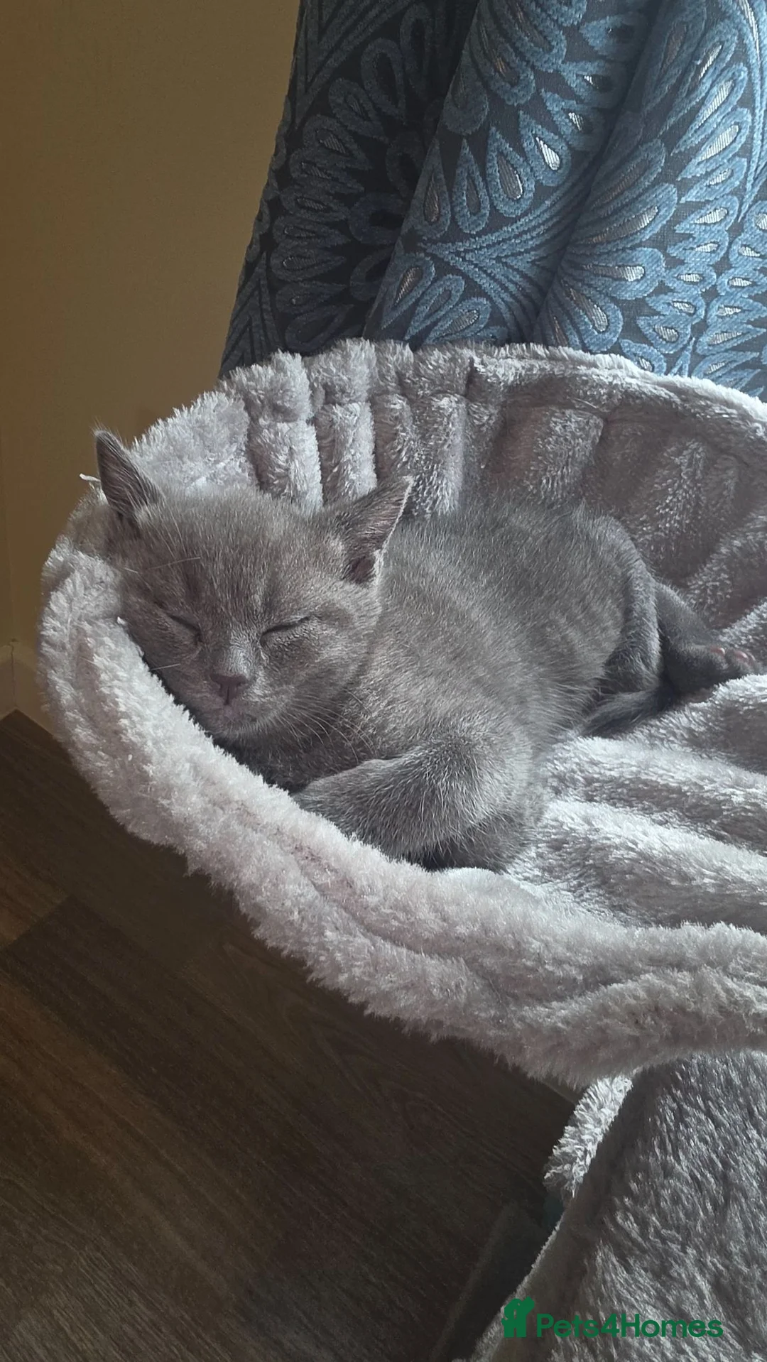 Bengal cats for sale: Home-raised Bengal cross/British Shorthair kittens in Troon - Advert 2