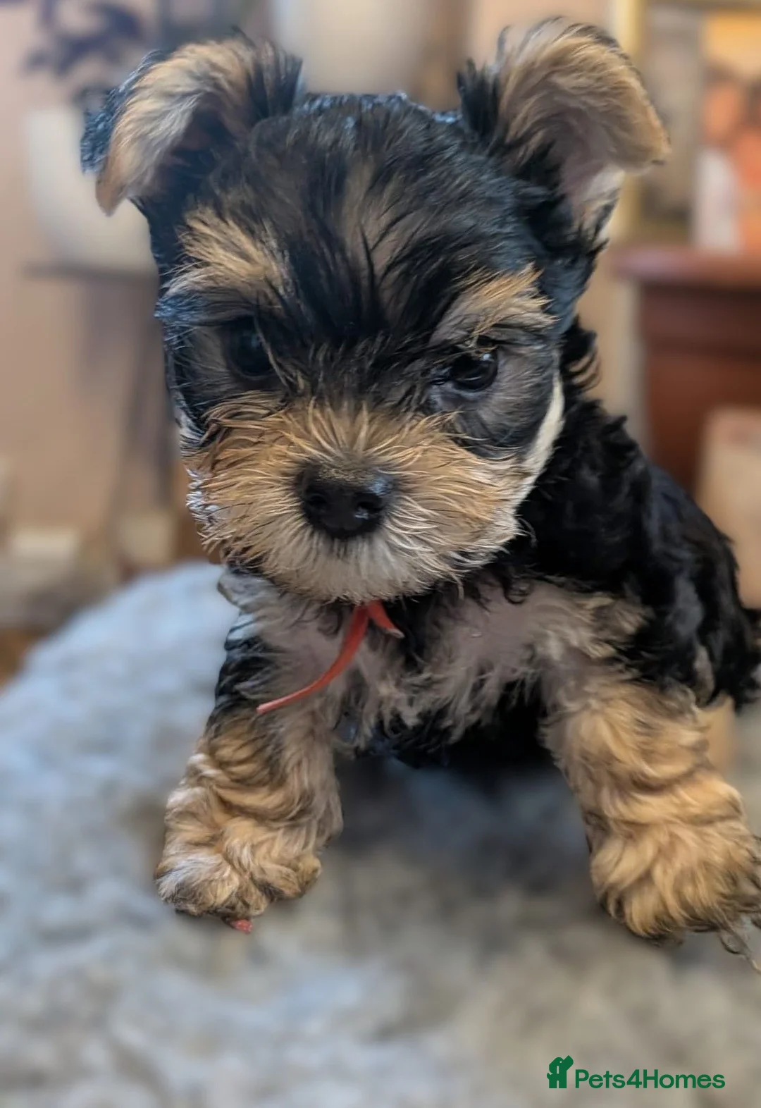 Yorkshire Terrier dogs for sale: Yorkshire Terrier Puppies — 2 Boys & 2 Girls Ready - Advert 1