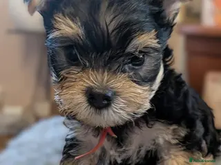 Yorkshire Terrier dogs Yorkshire Terrier Puppies — 2 Boys & 2 Girls Ready - Advert 1