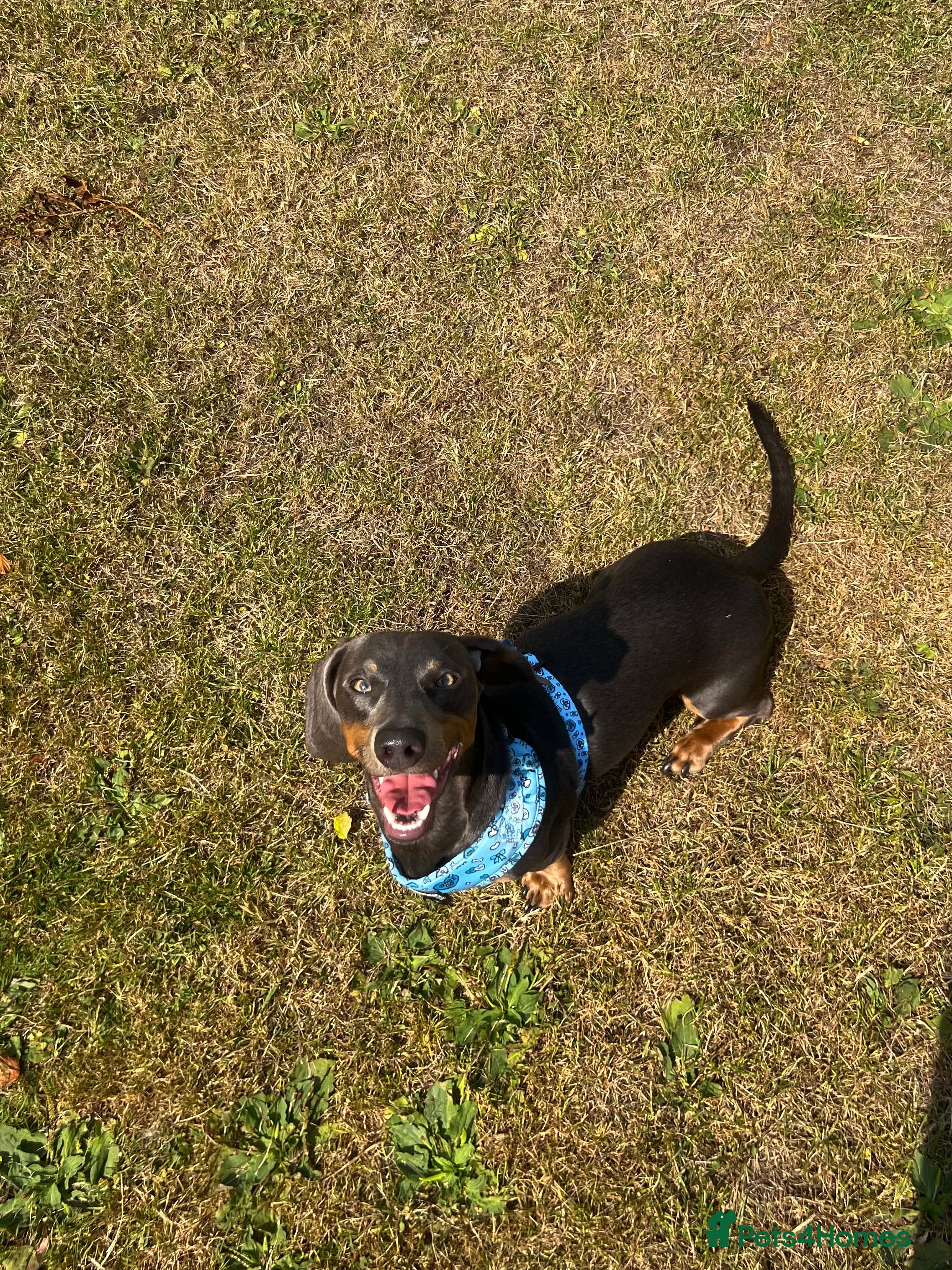 Dachshund dogs Grey and Tan Male Dachshund 17 months old - Advert 9