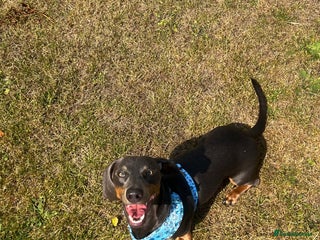 Dachshund dogs Grey and Tan Male Dachshund 17 months old - Advert 10