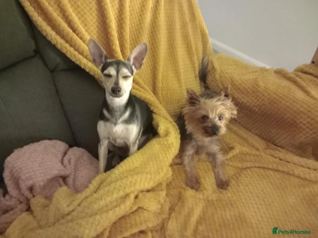 Mixed Breed dogs for sale: Rufus age 12mth  - Advert 3