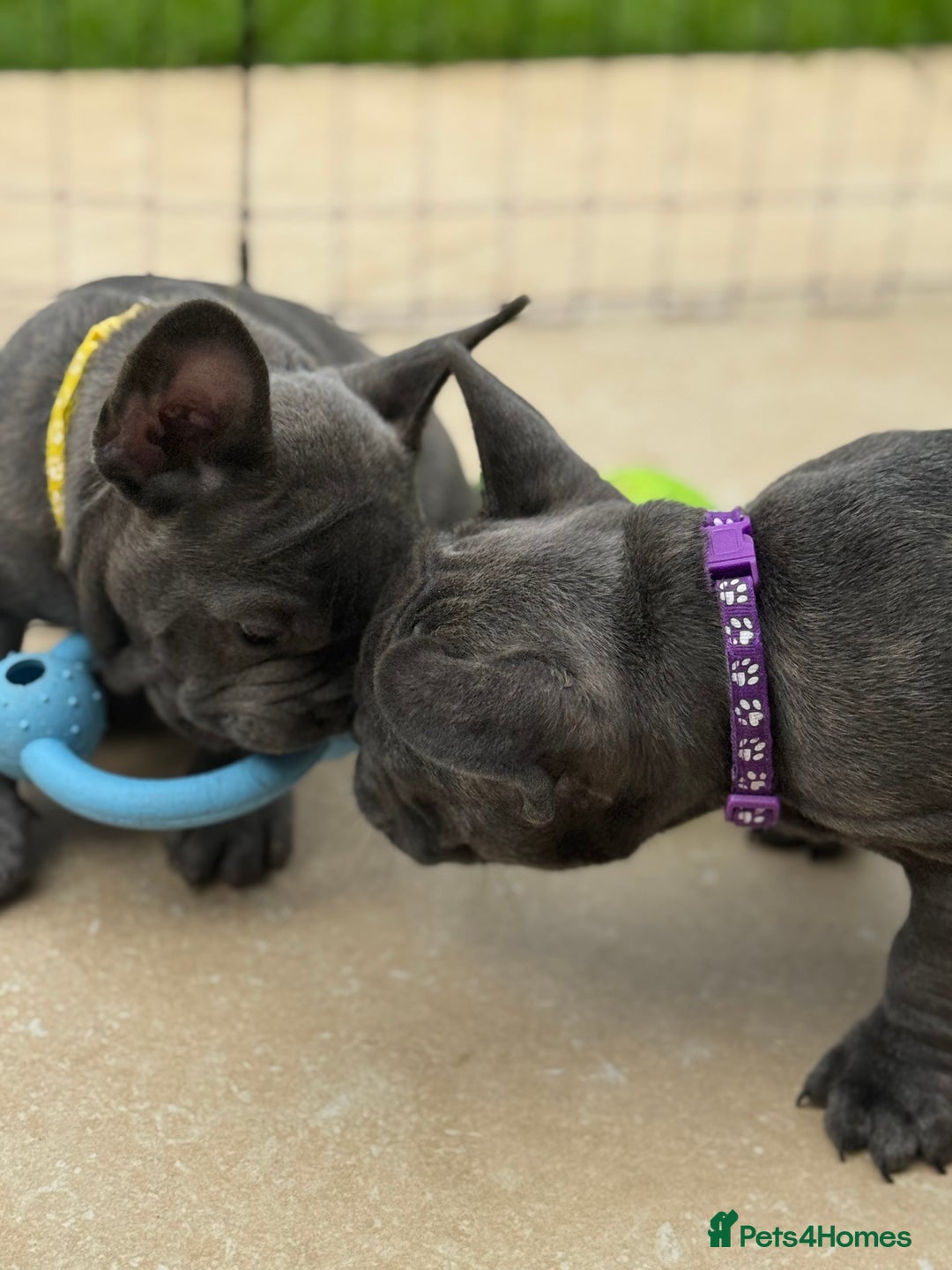 French Bulldog dogs for sale: 2 left Ready for FOREVER Home🏡French Bulldog 🐶🐾 in Preston - Image 8