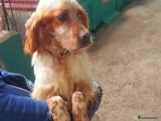 English Setter dogs in Woolacombe - Advert 3