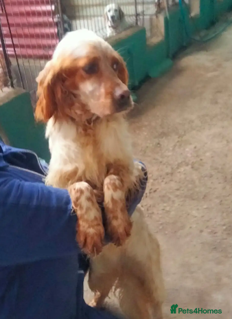English Setter dogs Sky in Woolacombe - Advert 1