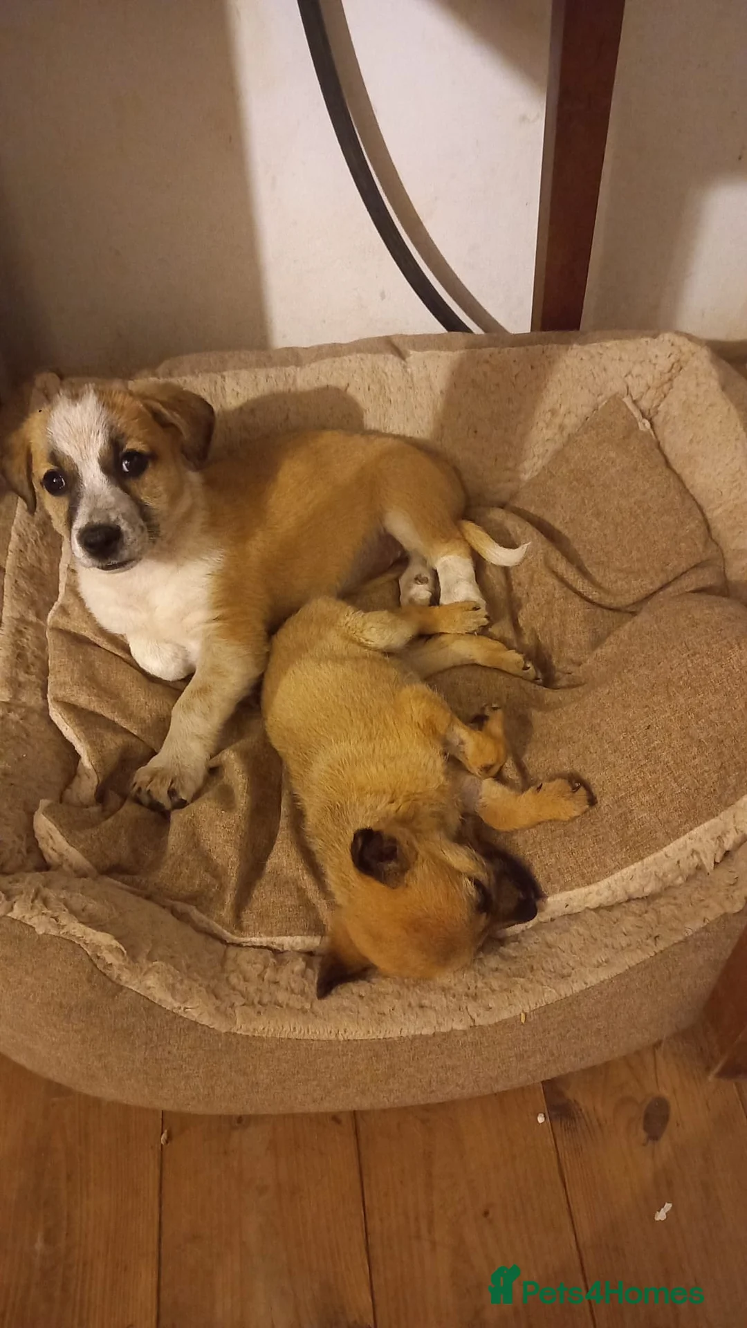 Mixed Breed dogs for adoption: 💖 Meet JESSICA 💖 - a story of Strength and Love - Advert 17