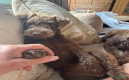 Patterdale Terrier dogs for sale: Fell Terrier  - Image 6