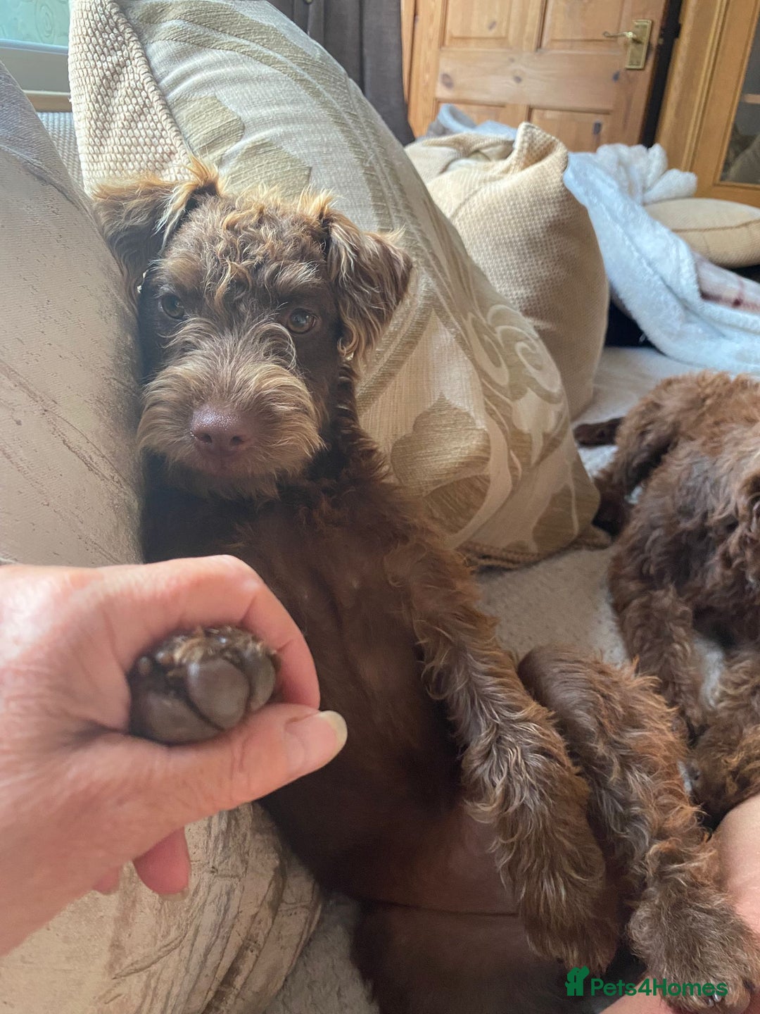 Patterdale Terrier dogs for sale: Fell Terrier  - Image 6