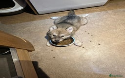 Mixed Breed dogs for sale: Beautiful puppy - Advert 1