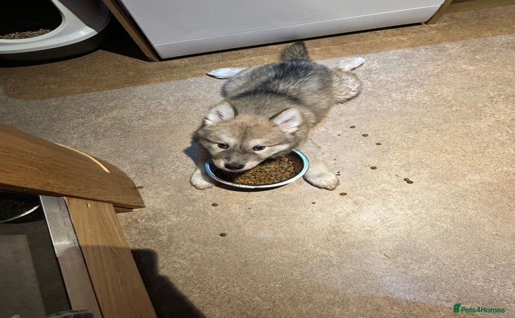 Mixed Breed dogs Beautiful puppy - Advert 1