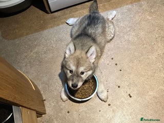 Mixed Breed dogs for sale: Beautiful puppy - Advert 1