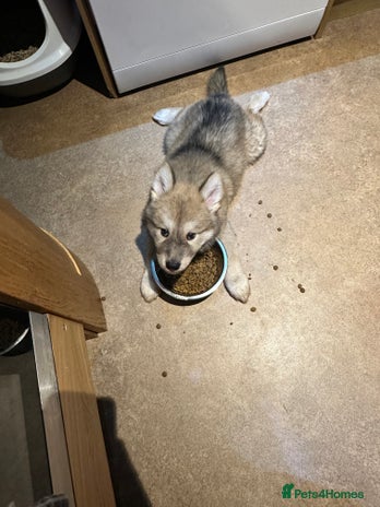 Mixed Breed dogs Beautiful puppy - Advert 1