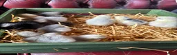 Chickens poultry for sale: Adorable Lilac Pekin Bantams & Mixed Chicks in Port Talbot - Advert 9