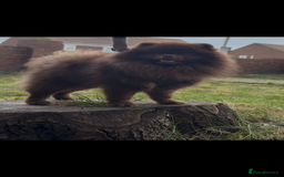 Pomeranian dogs for sale: 🌟Pomeranian🌟 - Image 7