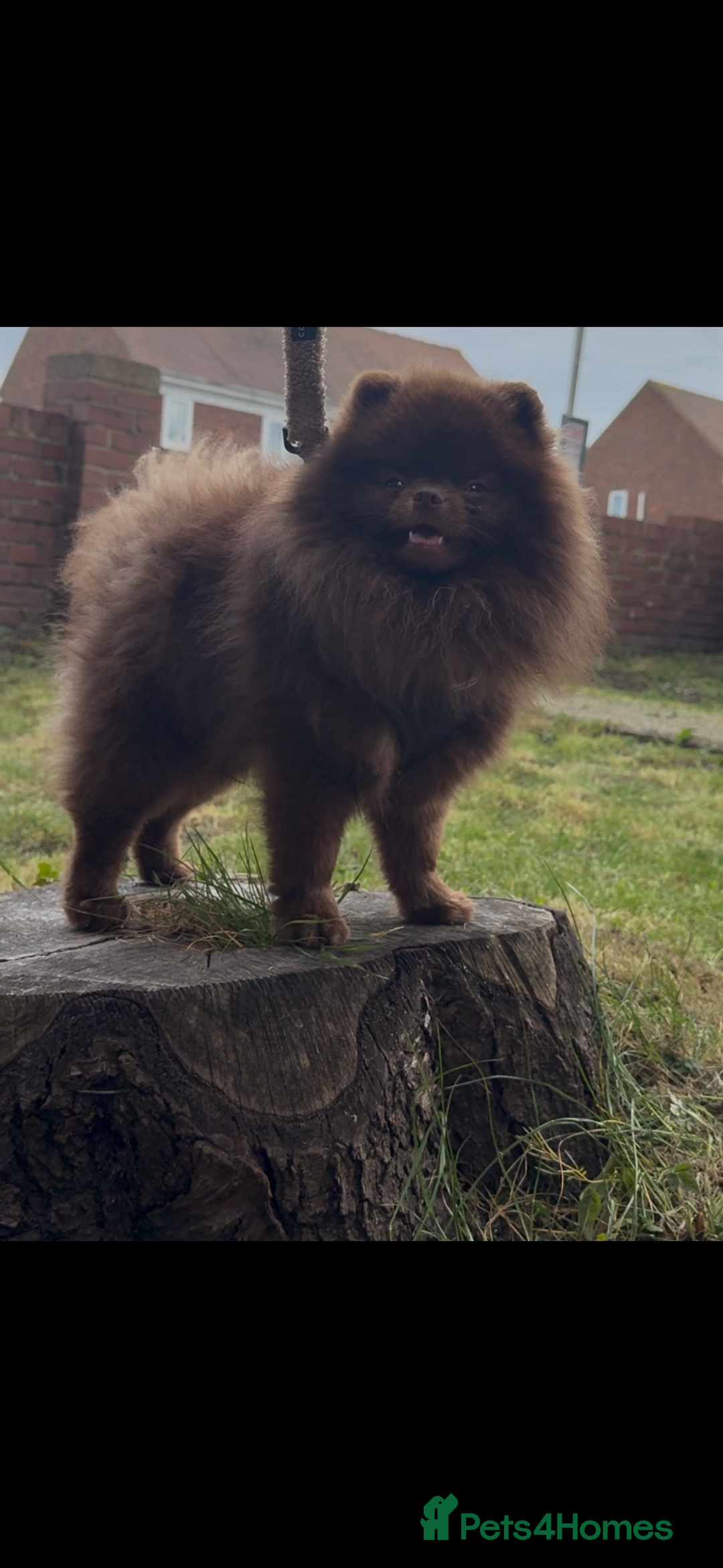 Pomeranian dogs for sale: 🌟Pomeranian🌟 - Image 7