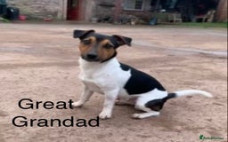 Jack Russell dogs for sale: Jack Russel Pups Short Legged - Image 22