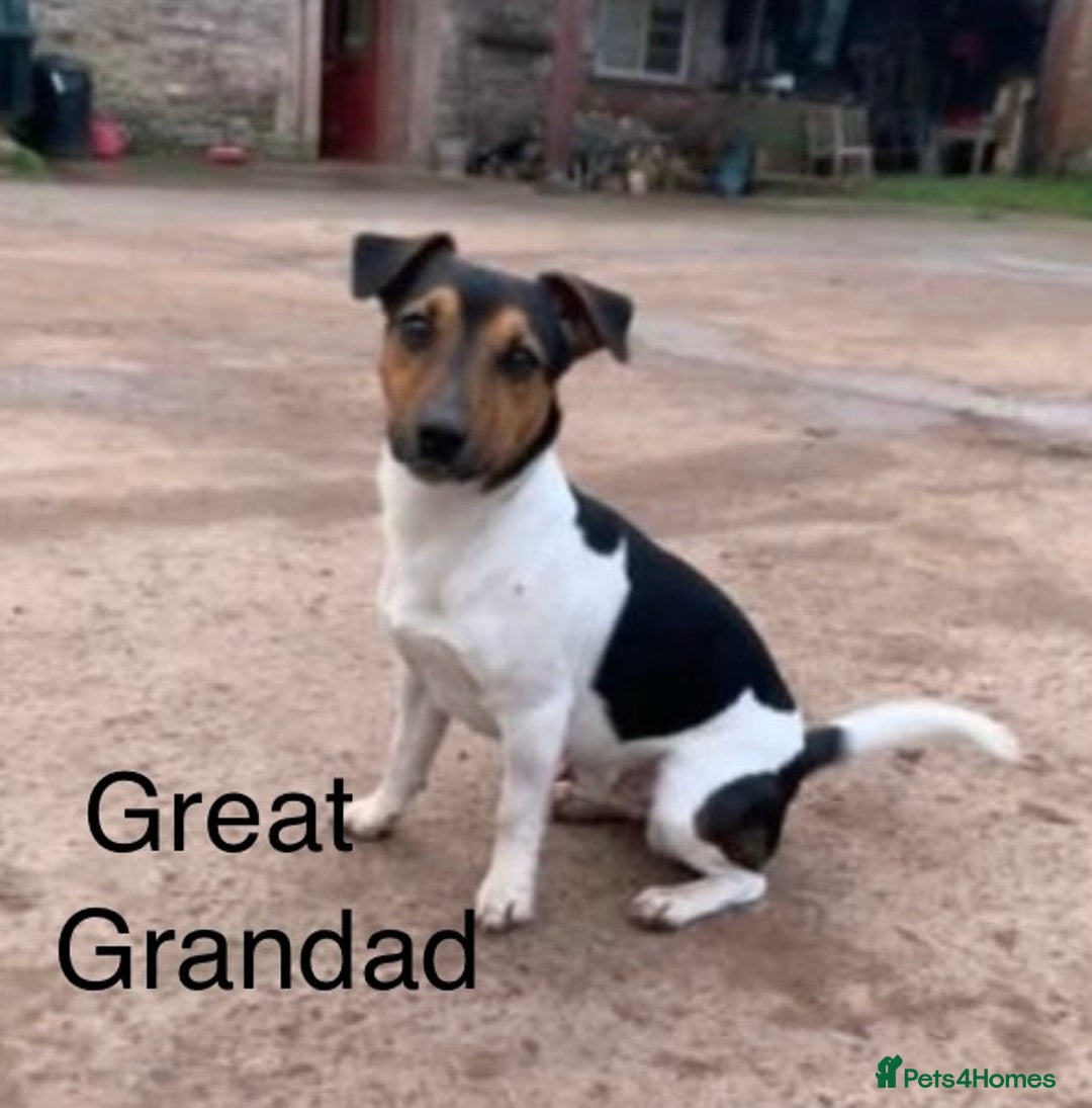 Jack Russell dogs for sale: Jack Russel Pups Short Legged - Image 22
