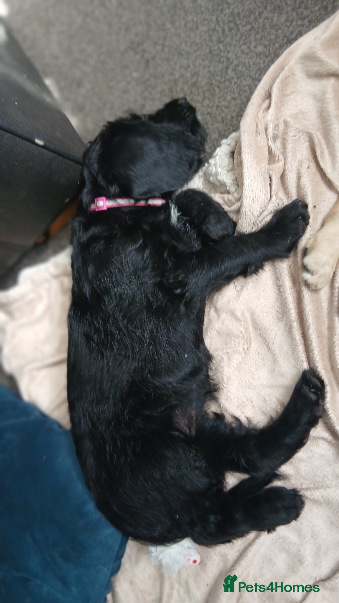 Mixed Breed dogs for sale: Ready Gorgeous Cockapoo x Gold Retriever x pups  - Advert 3