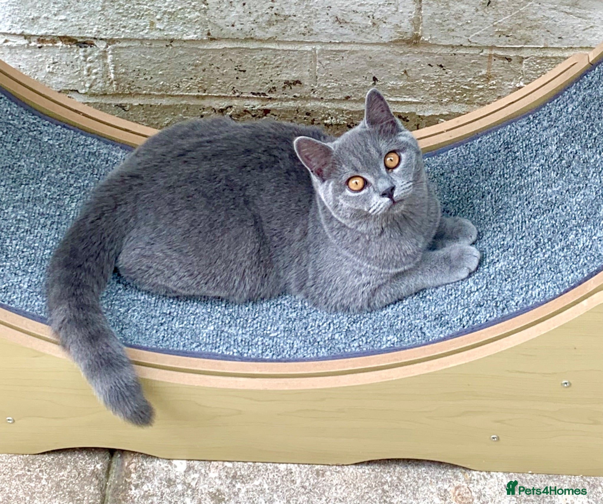 British Shorthair cats Gccf registered British Blue boy - Advert 19