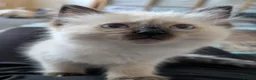 Ragdoll cats for sale: Purebred Female Ragdoll kitten  - Advert 4