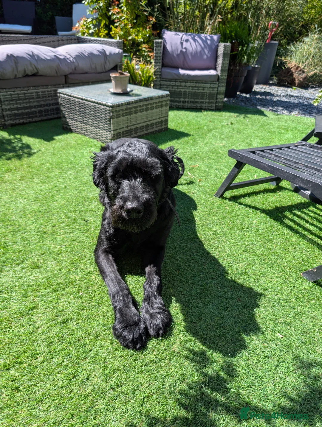 Giant Schnauzer dogs for sale: Betty - Advert 1